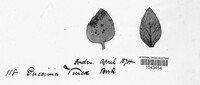 Puccinia vincae image